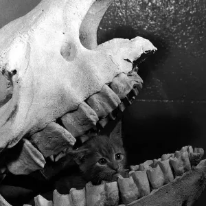 Cat kitten called Ten sing sitting in skull of rhino Belle Vue Zoo Manchester Cat kitten called Ten sing sitting in skull of rhino Belle Vue Zoo Manchester