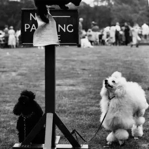 Cat kitten on top of No Parking sign poodle dogs tied by leads to sign dog show Southend Cat kitten on top of No Parking sign poodle dogs tied by leads to sign dog show Southend