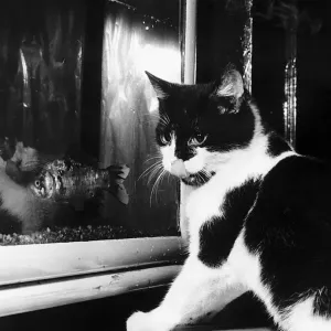 cat looking at gold fish swimming in aquarium one of the three pictures by Daily Record cat looking at gold fish swimming in aquarium one of the three pictures by Daily Record