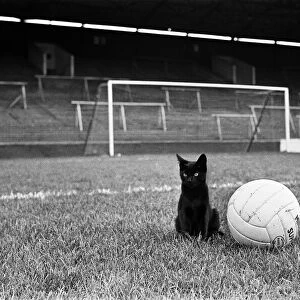 Cat "Lucky"with football at the Valley, home ground of Charlton Athletic