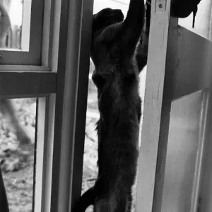 Cat opening door Susa cat belonging to Carole Moffat Eastfield Lea Northumberland