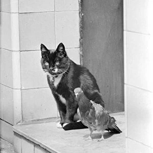 Cat with Pigeon May 1960 A©Mirrorpix