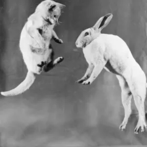Cat and rabbit jumping C1152 / 25