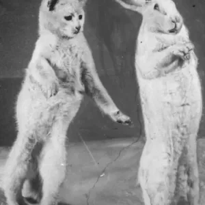 Cat and Rabbit jumping (original plate) XP00 XP20 C1152 / 30