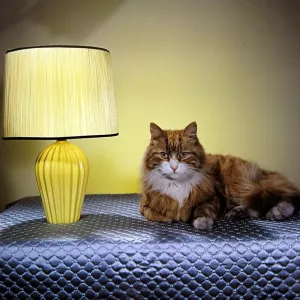 A Cat Beside a Yellow Lampshade Print circa 1960
