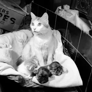 Cat who is fostering abandoned puppies. 1959