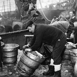 The catch being landed at Hulls Fish Dock at St Andrews Dock. Circa 1970