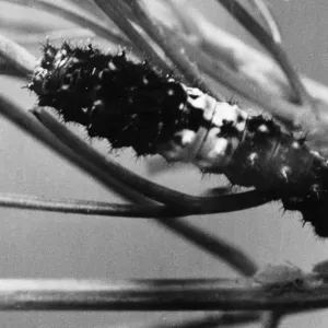 Caterpillar of the Swallowtail butterfly. Circa 1948 Caterpillar of the Swallowtail butterfly. Circa 1948