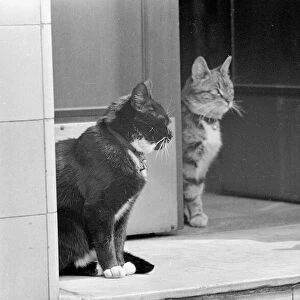Two cats with Pigeon Animals on doorstep