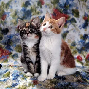 Two cats sat on a floral pattern circa 1960 Two cats sat on a floral pattern circa 1960