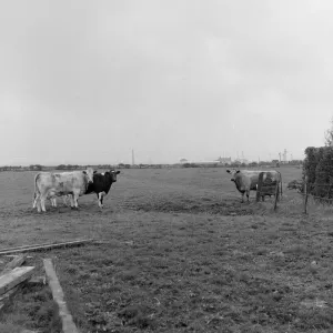 Rinder im Feld bei Teessee um 1973 Rinder im Feld bei Teessee um 1973