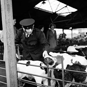 A cattle market at Thornbury, South Gloucestershire. 2nd November 1954