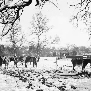 Cattle pictured in the snow at Shenley, Hertfordshire, January 1935 Cattle pictured in the snow at Shenley, Hertfordshire, January 1935