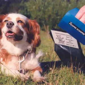 A Cavalier King Charles Spaniel showing how its done with a pooper scooper A Cavalier King Charles Spaniel showing how its done with a pooper scooper