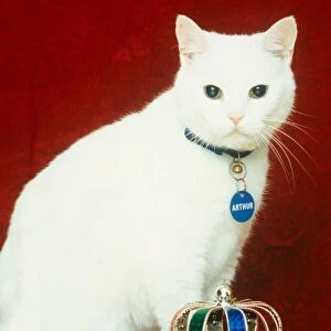 Celebrity pets Feature. Arthur from the Cat food advert. October 1995