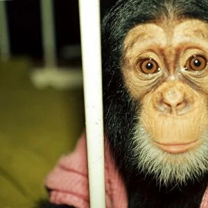 Chad, the 10 months old baby chimpanzee at Chester Zoo looking through bars