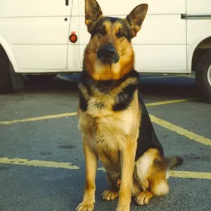 Chad the police dog enjoying life as a police dog at Jarrow Police Station