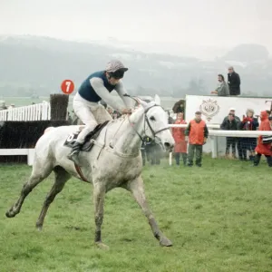 Champion racehorese Desert Orchid on his way to first place in the Gold Cup race Champion racehorese Desert Orchid on his way to first place in the Gold Cup race