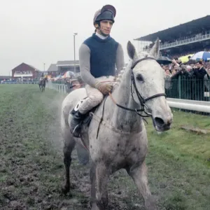Champion racehorse Desert Orchid after taking first place in the Gold Cup race Champion racehorse Desert Orchid after taking first place in the Gold Cup race