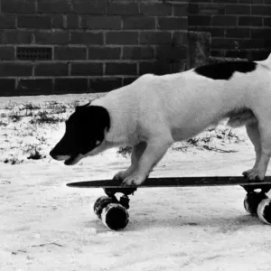 Chango the skateboarding Jack Russell Terrier on 13th December 1981 Chango the skateboarding Jack Russell Terrier on 13th December 1981