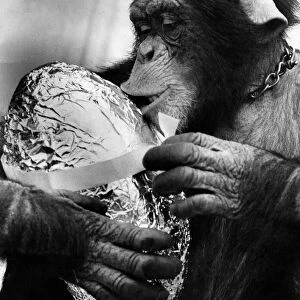 Charles the Chimp: Charles the 3 year old Chimp - with his easter egg