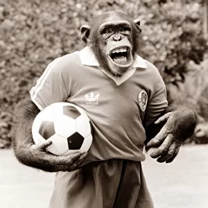 Charlie the chimp tries out as New England football coach
