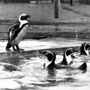 Cheeky the penguin taking a dip in his owners pool at the Anchor Inn at Gargave Cheeky the penguin taking a dip in his owners pool at the Anchor Inn at Gargave