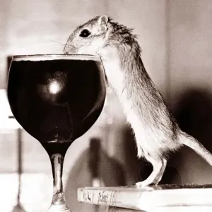 Cheers! With the help of a couple of conveniently placed book Jeremy the Gerbil tucks Cheers! With the help of a couple of conveniently placed book Jeremy the Gerbil tucks