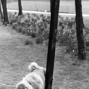 Chem the chow chow is oblivious to the new rules and christenes the park notice Chem the chow chow is oblivious to the new rules and christenes the park notice