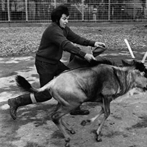 Chessington keeper David Flower does his bullfighting act to keep Charlie Twistgrip