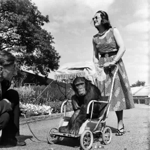 Chessington Zoo. Chimpanzee. Mrs Murphy'seen here touring the zoo in her pram Chessington Zoo. Chimpanzee. Mrs Murphy'seen here touring the zoo in her pram
