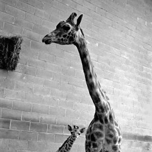 Chessington Zoo: Rebecca the giraffe calf seen here with her mother Jezebel at