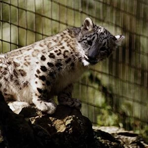 Chessington Zoos new Snow Leopard cub Raisa August 1993