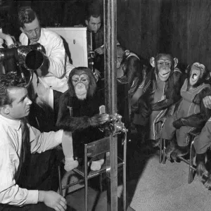 Chest X-ray Print of Chimpanzees at Olympia, London 1954