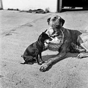 Chica and Jumo at Mrs. Woodhories farm house. April 1953 D1876-006