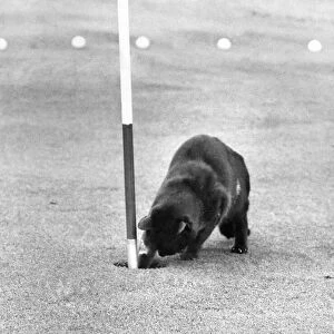 Chick adds another golf ball to his collection. December 1973 P006159