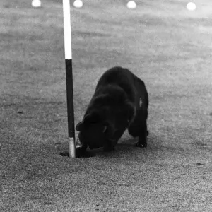 Chick adds another golf ball to his collection. June 1969 P011921 Chick adds another golf ball to his collection. June 1969 P011921