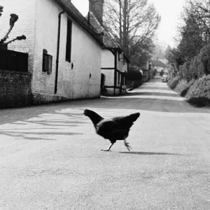 Chicken crossing the road, 1971. Visual depiction of old joke Chicken crossing the road, 1971. Visual depiction of old joke
