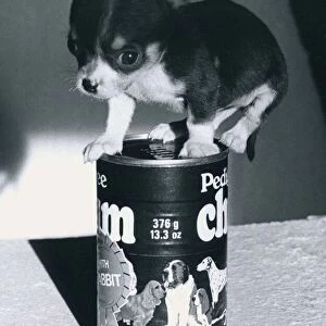 Chihuahua Puppy on a Pedigree Chum tin of dog food January 1981