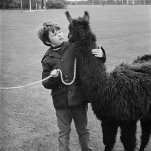 A Child with a Llama at the ICI Gala Day Print 1972