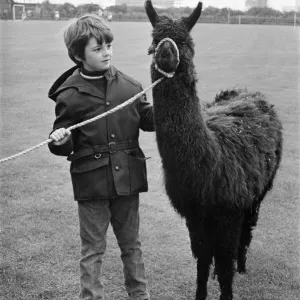 A child playing with a Llama at the ICI gala day. 1972 A child playing with a Llama at the ICI gala day. 1972