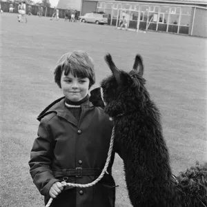A child playing with a Llama at the ICI gala day. 1972 A child playing with a Llama at the ICI gala day. 1972