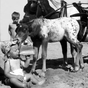 Children with Animals Baby sitting on the beach drinking milk - Foal takes a fancy Children with Animals Baby sitting on the beach drinking milk - Foal takes a fancy