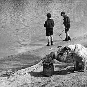 Children with Animals - Dog Peg the Dog keeps an eye on the fish in the jar as