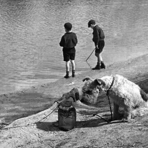 Children with Animals - Dog Peg the Dog keeps an eye on the fish in the jar as Children with Animals - Dog Peg the Dog keeps an eye on the fish in the jar as