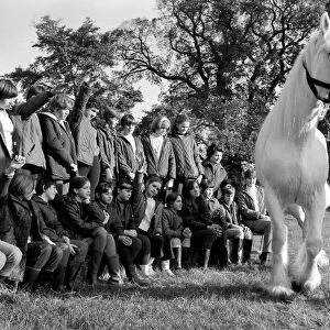 Children with animals: "Sovereign"the massive grey Shire dray horse belonging