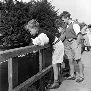 Children Fishing in river Avon near Salisbury & cat watches. August 1952 C4155