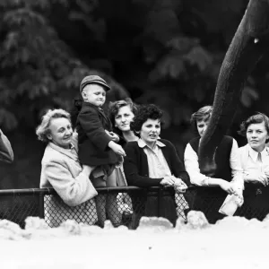 Children looking at elephants at London Zoo. 21st September 1953 Children looking at elephants at London Zoo. 21st September 1953