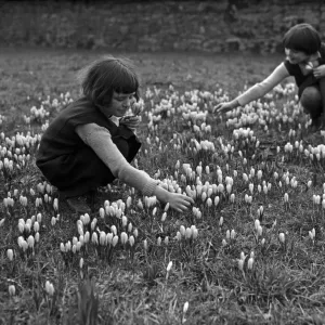 Children picking crocus flowers in the woods. Circa 1948