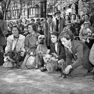 Childrens Pet Dog Show at Southport, waiting to be judged